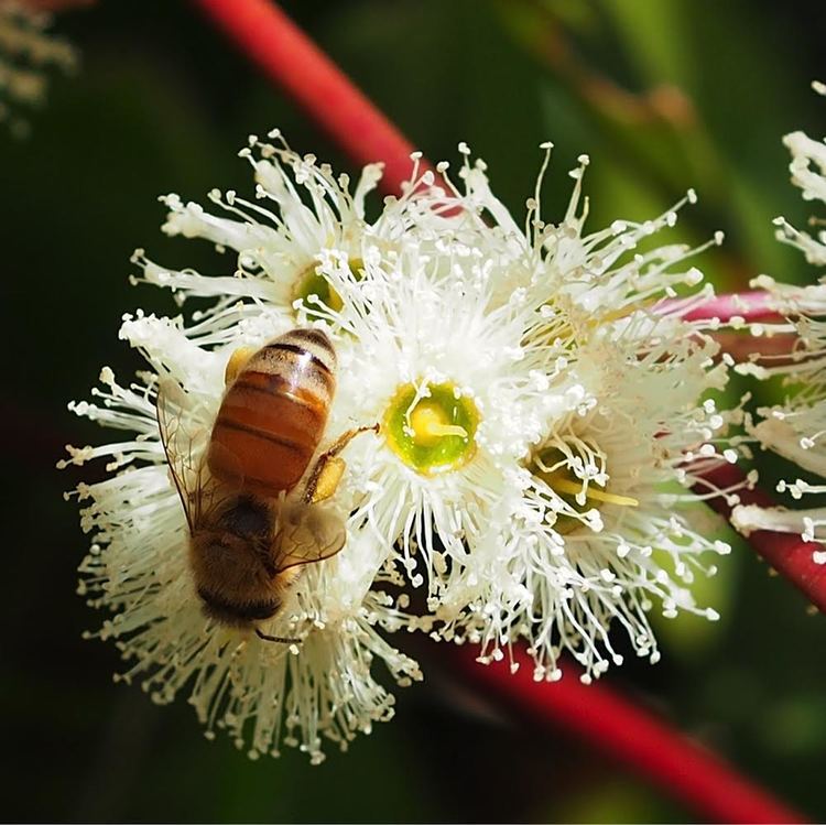 Bee Pollen